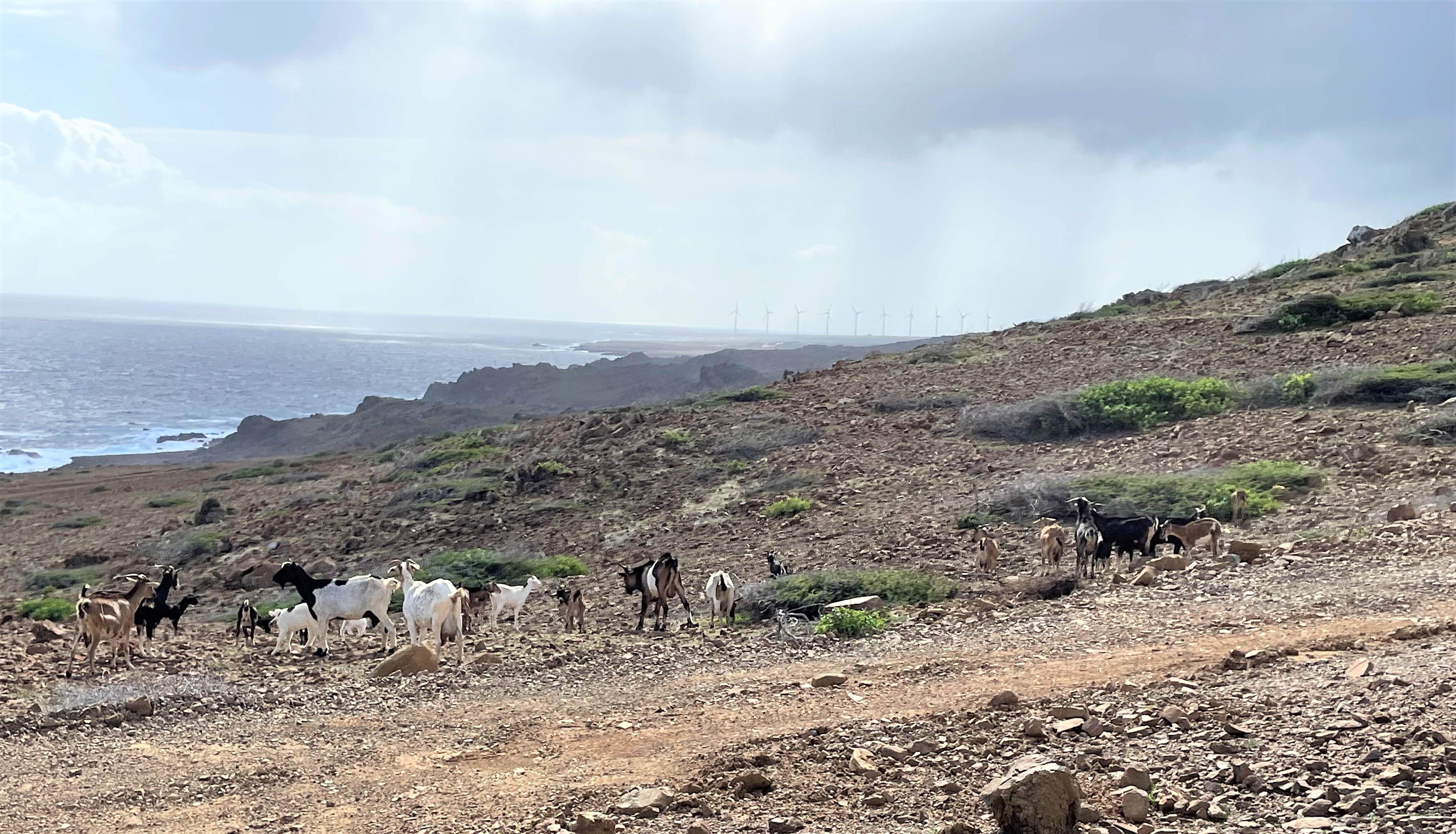 Aruba